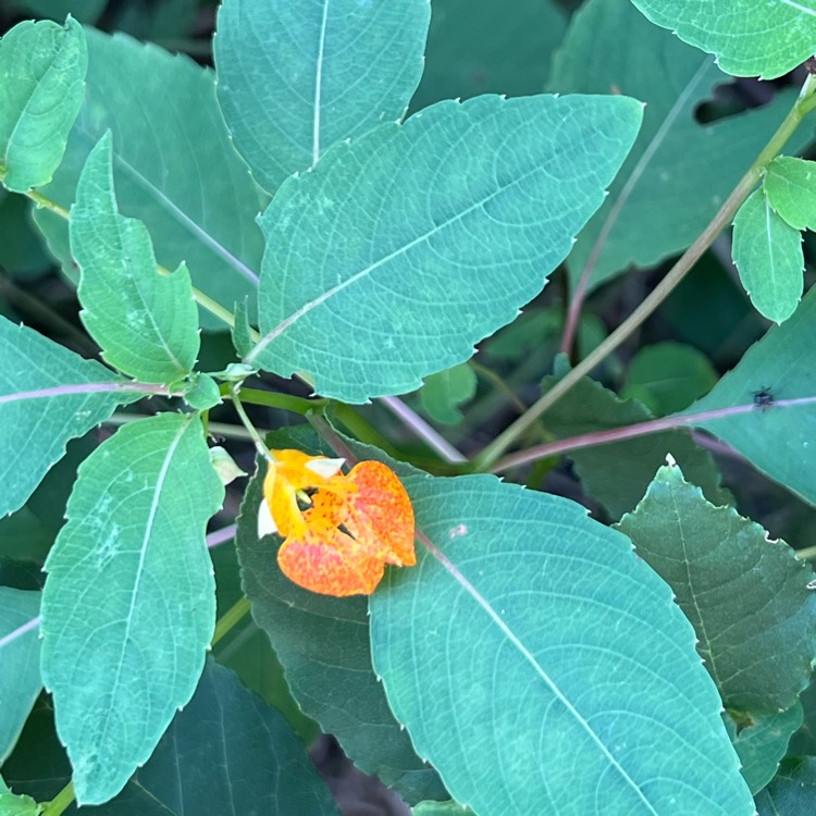 Plant image Impatiens capensis