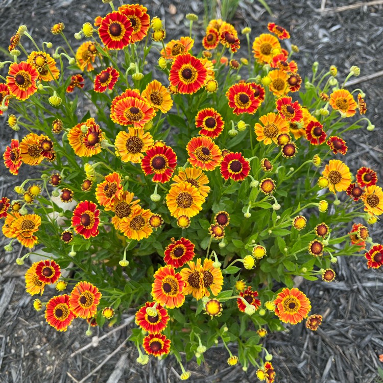 Plant image Helenium autumnale Mariachi 'Fuego'