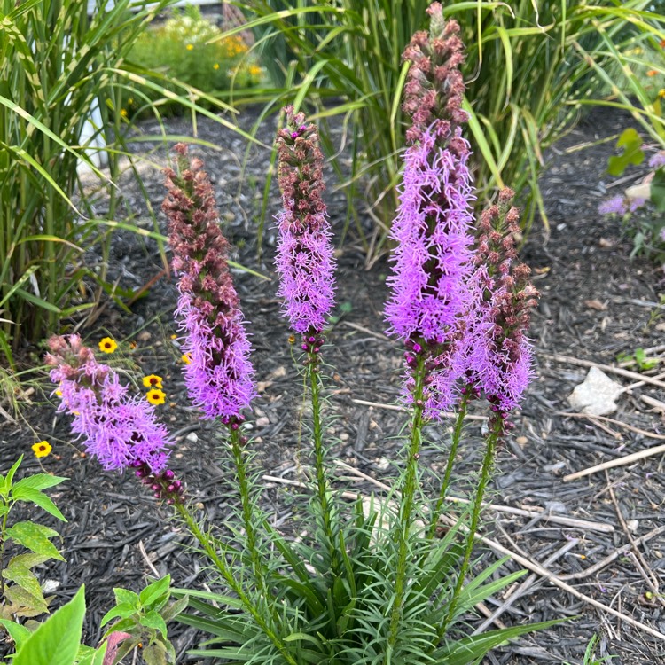 Plant image Liatris spicata 'Kobold'