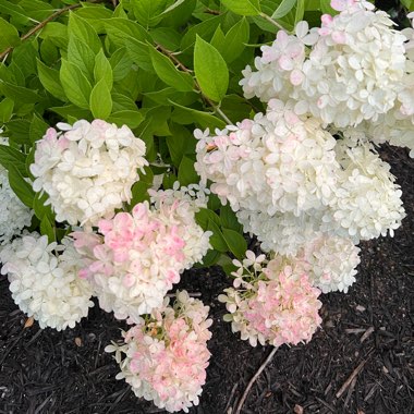 Hydrangea 'Little Lime'