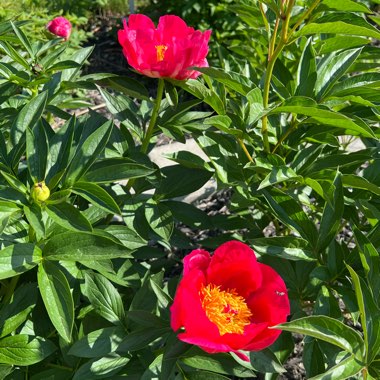 Peony 'Bowl of Beauty' (Herbaceous)