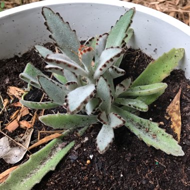 Kalanchoe Tomentosa Golden Girl