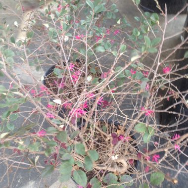 Loropetalum chinense var. rubrum 'Zhuzhou Fuchsia'