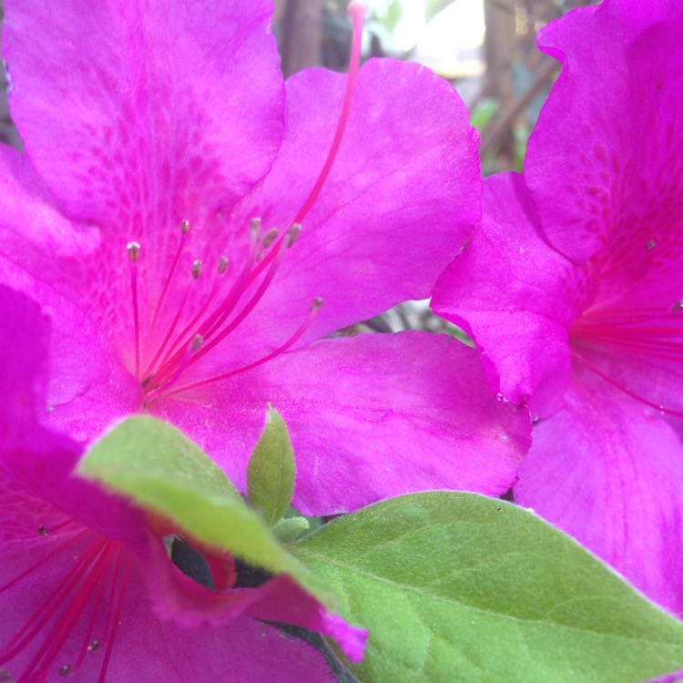 Plant image Rhododendron 'Kermesina'