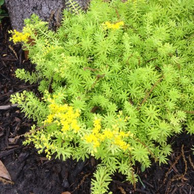 Sedum Rupestre 'Lemon Coral'