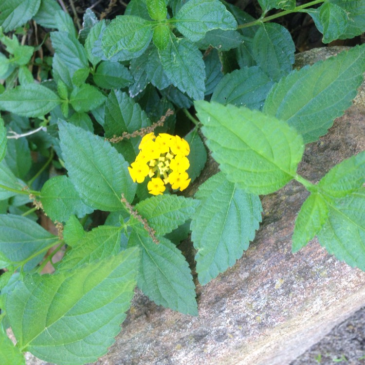 Plant image Lantana camara 'New Gold'