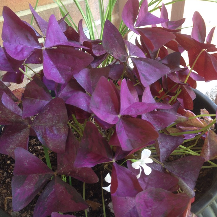 Oxalis 'Black Velvet', Oxalis 'Black Velvet' - uploaded by @lexieleigh