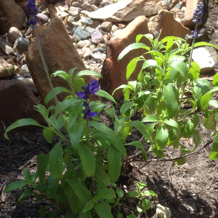 Plant image Salvia 'Indigo Spires'