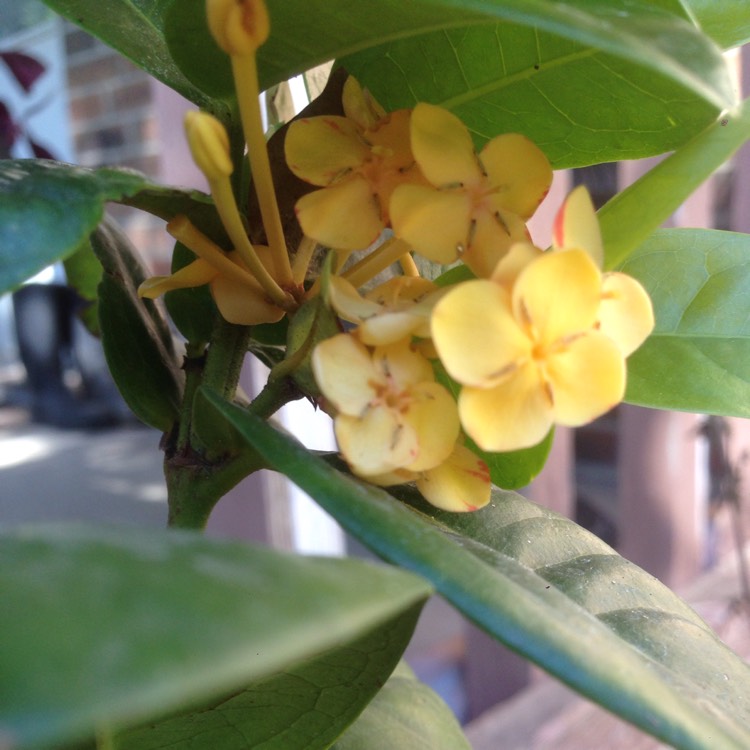 Plant image Ixora 'Pirate's Gold'