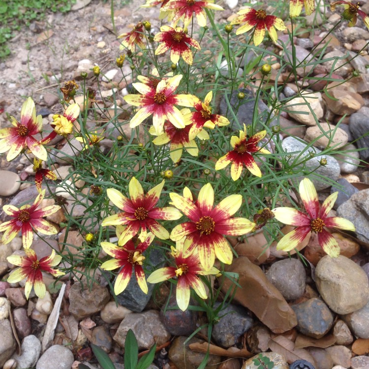 Plant image Coreopsis 'Big Bang™ Cosmic Eye'