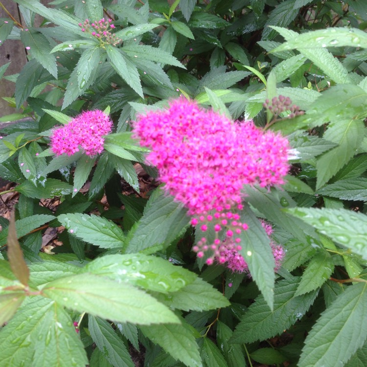 Plant image Spiraea japonica 'Golden Princess'