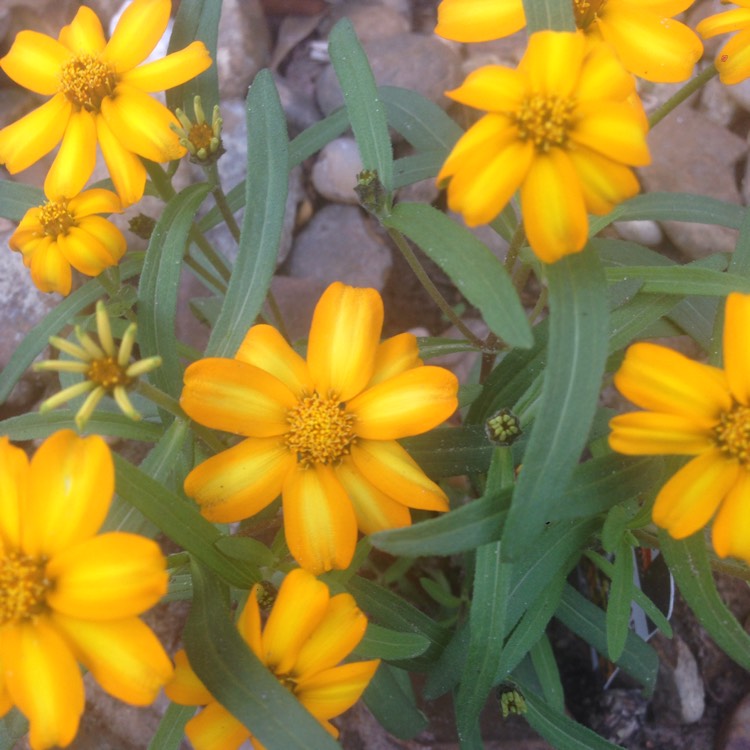 Plant image Sanvitalia procumbens