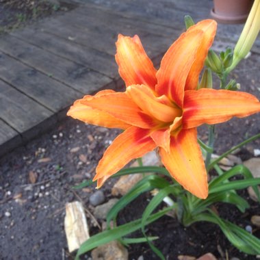 Hemerocallis fulva 'Kwanso' syn. Hemerocallis 'Kwanso'