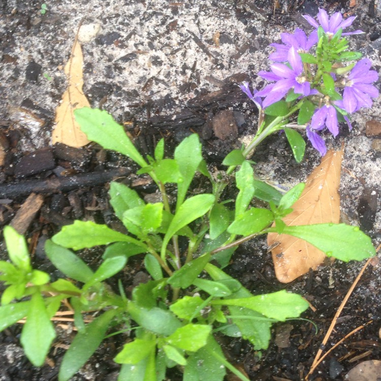 Plant image Scaevola aemula 'Fanfare'