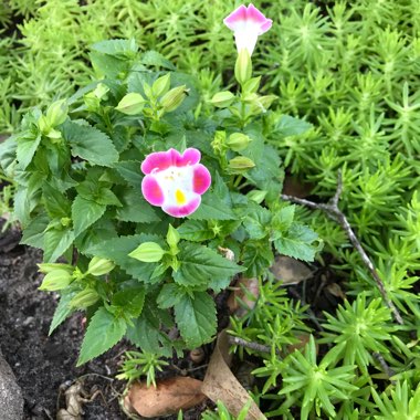 Torenia fournieri