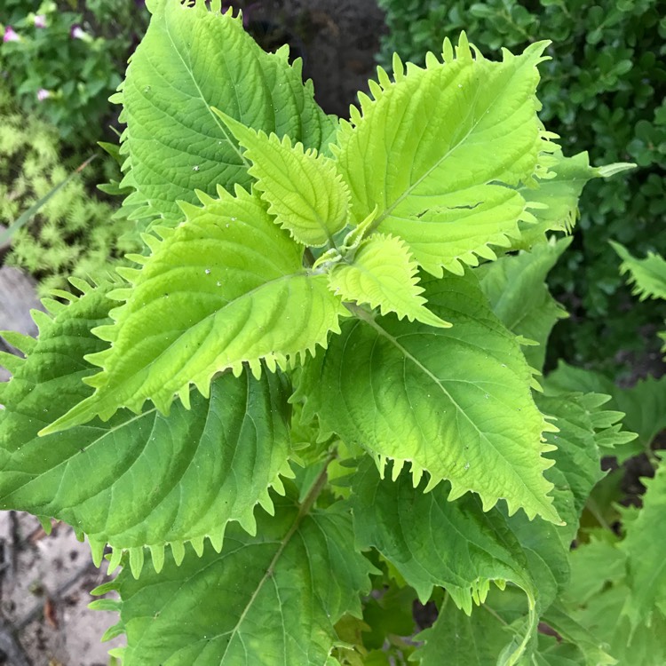 Plant image Plectranthus scutellarioides 'UF0843' syn. Plectranthus scutellarioides 'Wasabi'