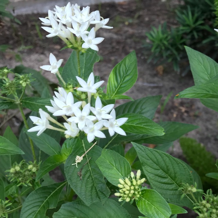 Plant image Pentas lanceolata 'Starcluster White'