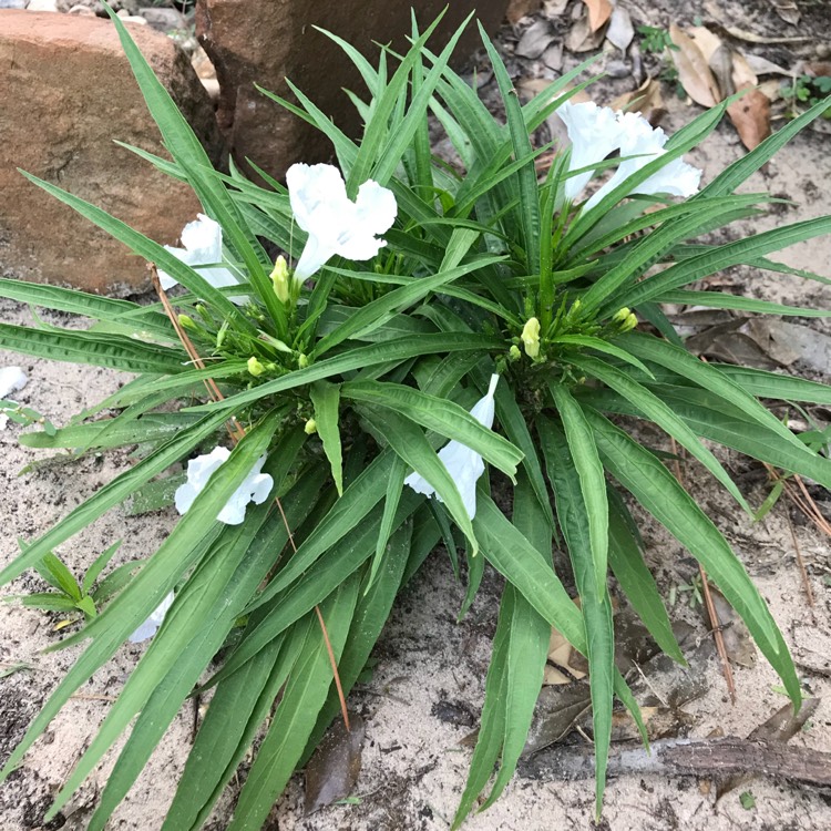 Plant image Ruellia Brittoniana