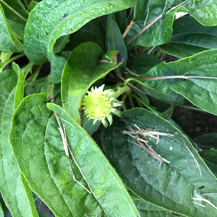 Plant image Echinacea 'Cheyenne Spirit' (Orange)