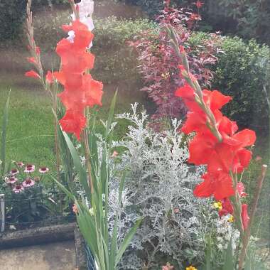 Gladioli