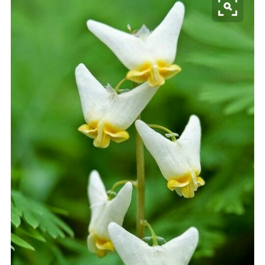 Plant image Dicentra cucullata