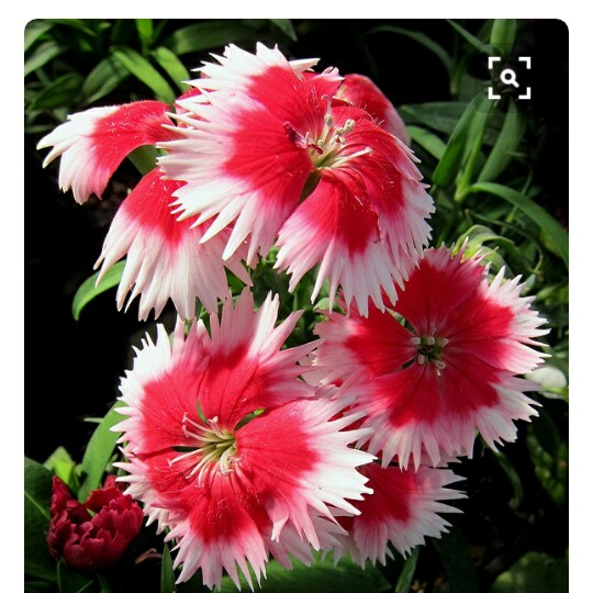 Plant image Dianthus chinensis 'Super Parfait Strawberry'