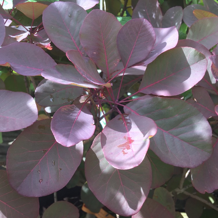 Plant image Cotinus 'Ruby Glow'