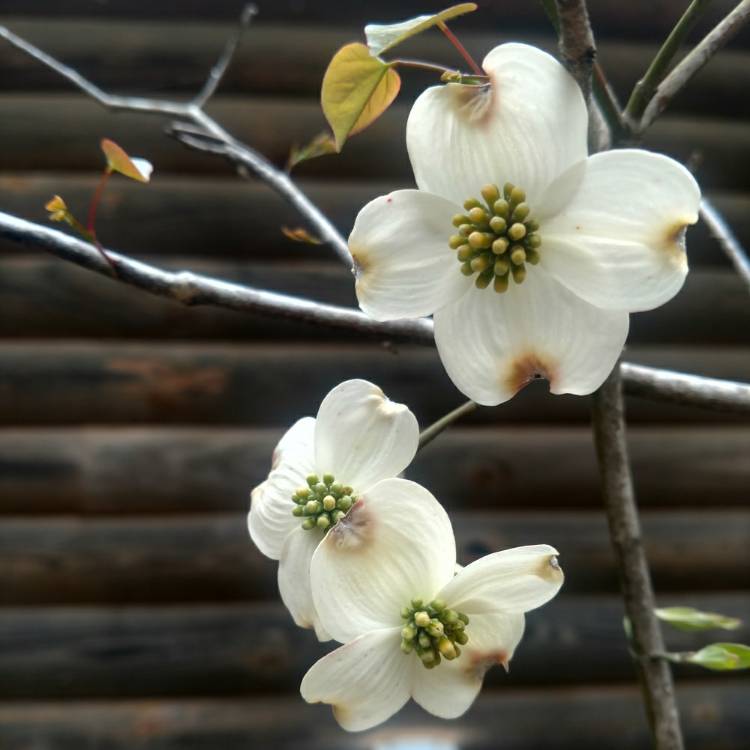 Plant image Cornus Ormonde