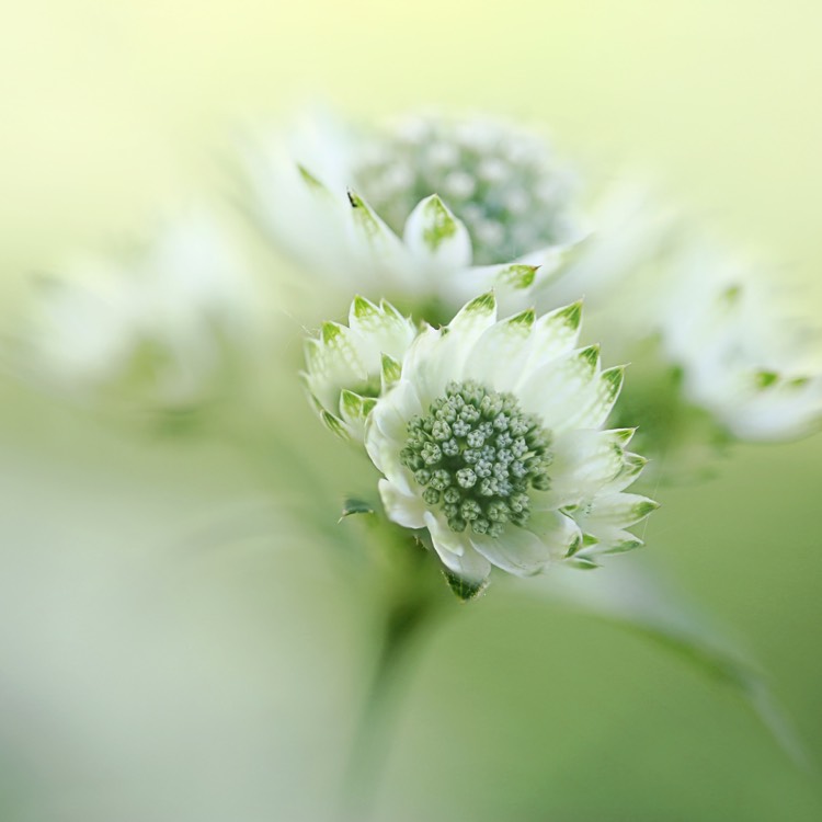 Plant image Astrantia major 'Alba'