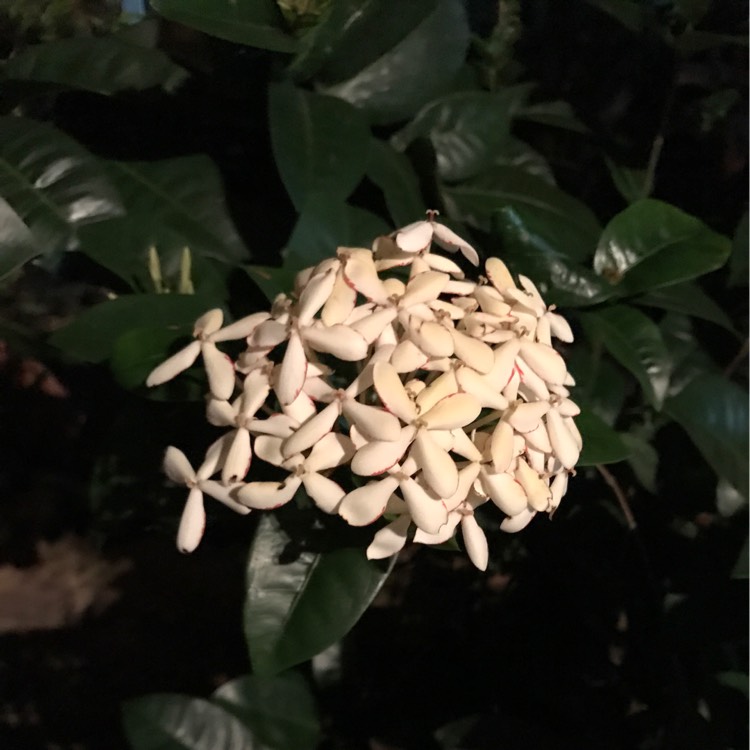 Plant image Ixora Odorata