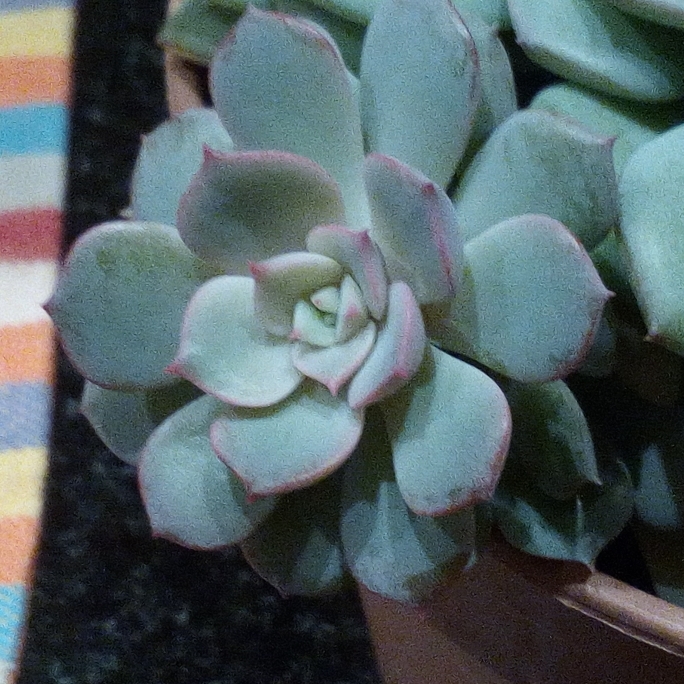 Plant image Echeveria subcorymbosa Lau 026