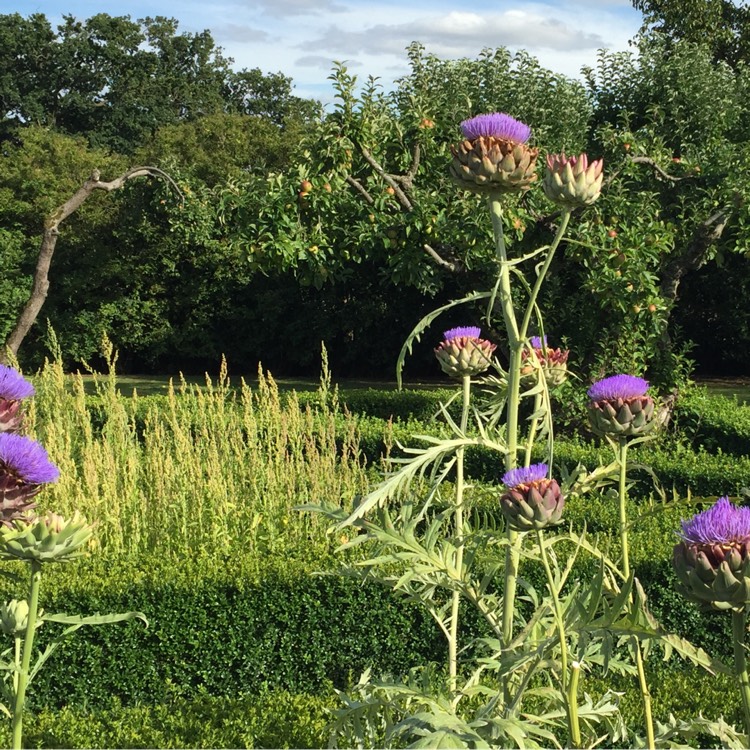 Plant image Cynara Scolymus 'Herrgårds'