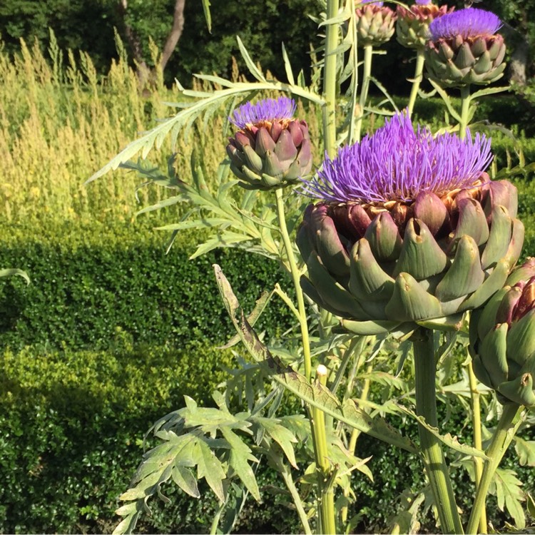 Plant image Cynara Scolymus 'Herrgårds'