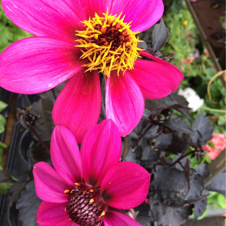 Plant image Dahlia 'Hdpu165' (Happy Days Series) syn. Dahlia 'Happy Days Purple'