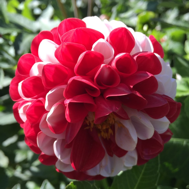 Plant image Dahlia 'War of the Roses'