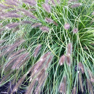 Pennisetum alopecuroides 'Red Head'