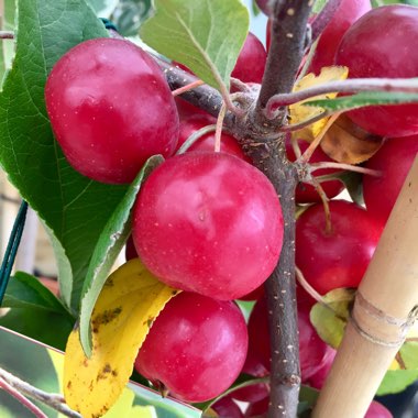 Malus 'Gorgeous'