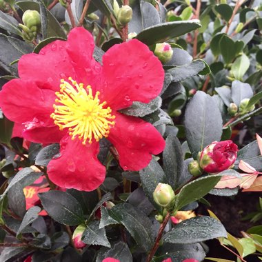 Camellia x vernalis 'Yuletide'