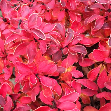 Berberis thunbergii 'Admiration'