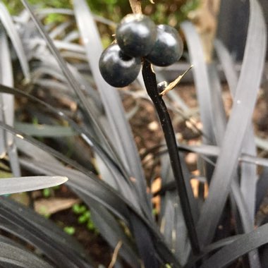 Ophiopogon planiscapus 'Kokuryu' syn. Ophiopogon planiscapus 'Nigrescens', Ophiopogon planiscapus 'Black Dragon', Ophiopogon planiscapus 'Nigra'