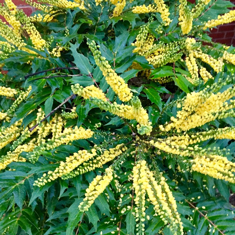 Plant image Mahonia japonica 'Bealei'