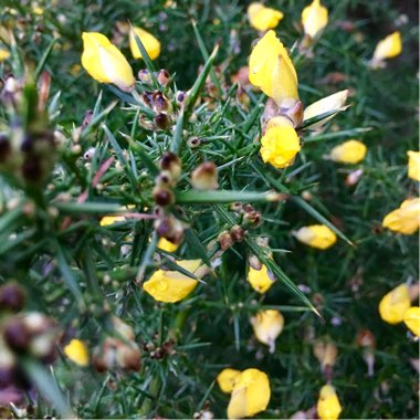 Ulex Europaeus