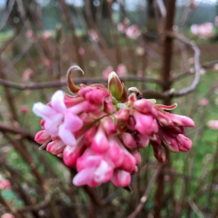 Plant image Daphne