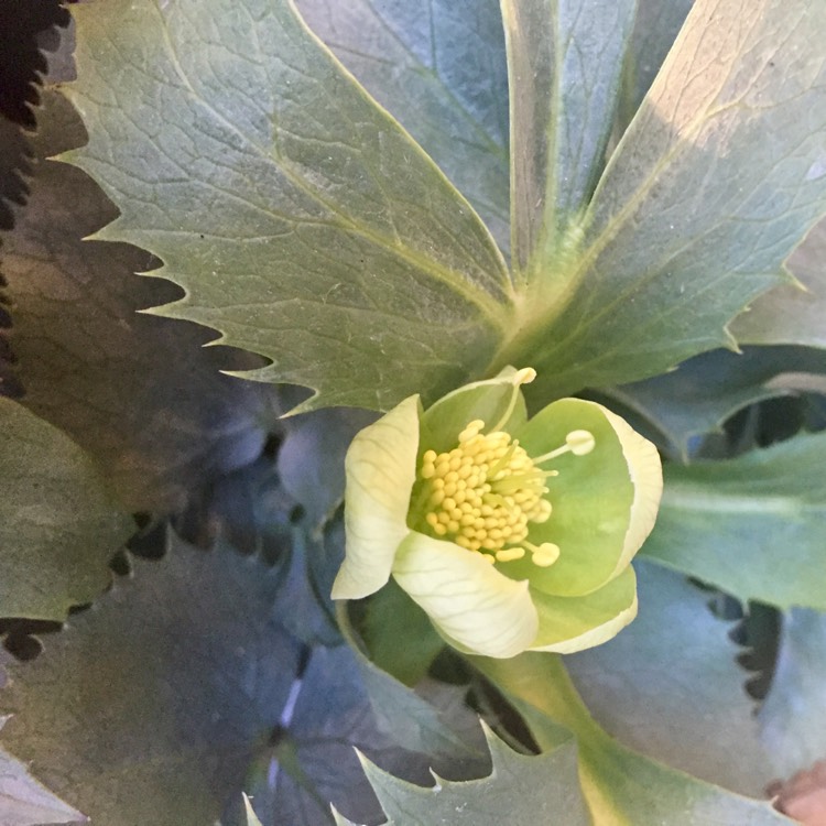 Plant image Helleborus argutifolius 'Silver Lace'