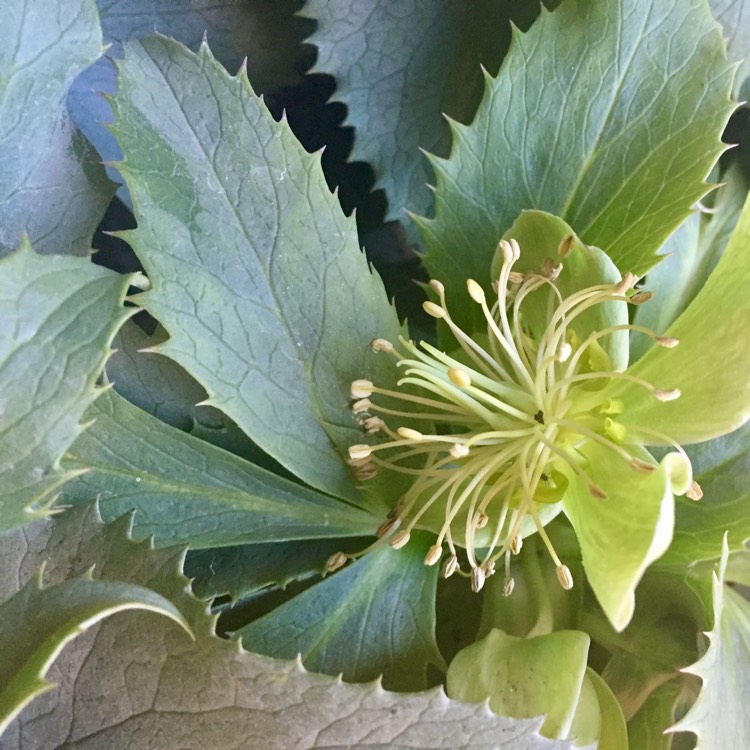 Plant image Helleborus argutifolius 'Silver Lace'