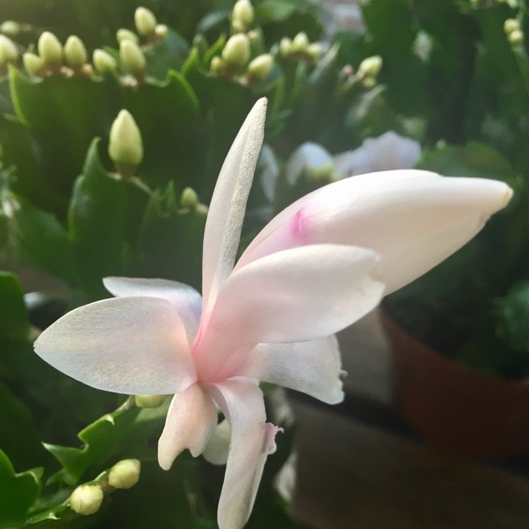 Plant image Schlumbergera opuntioides