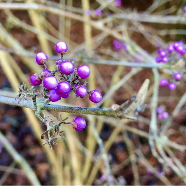 Callicarpa bodinieri var giraldii 'Profusion' syn. Callicarpa bodinieri 'Profusion'