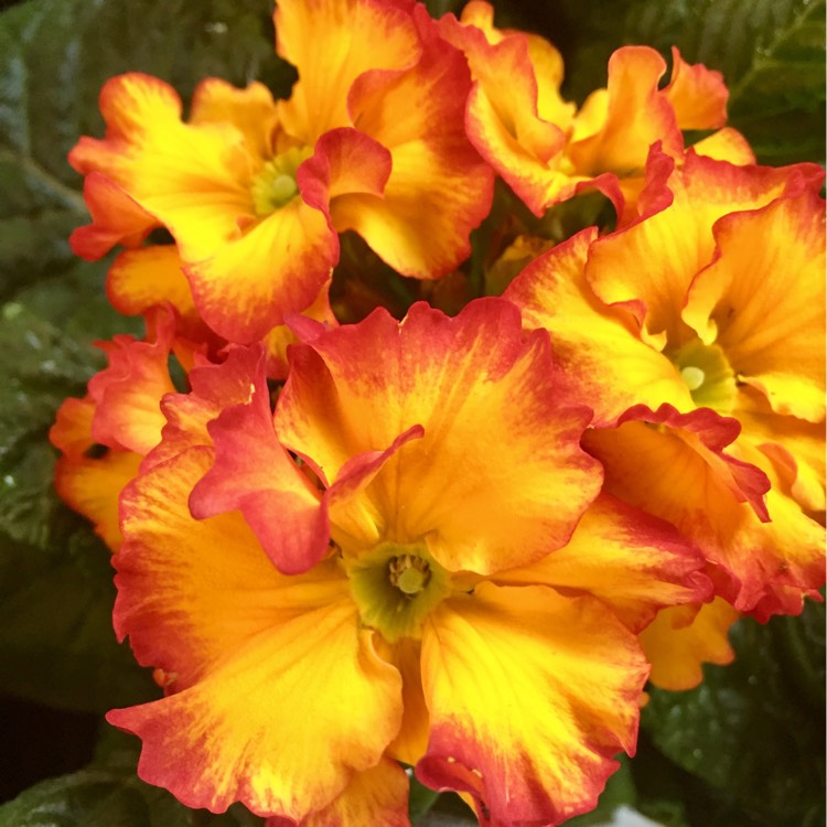 Plant image Primula Polyantha 'Fire dragon'