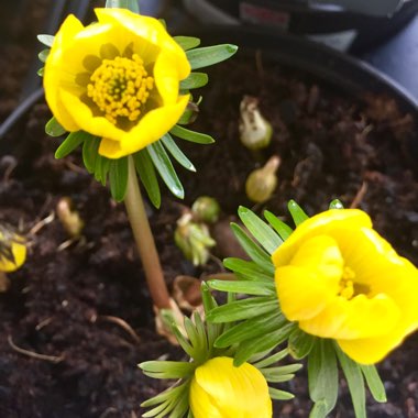 Eranthis hyemalis