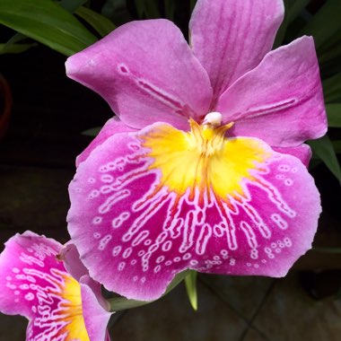 Miltoniopsis Hybrid